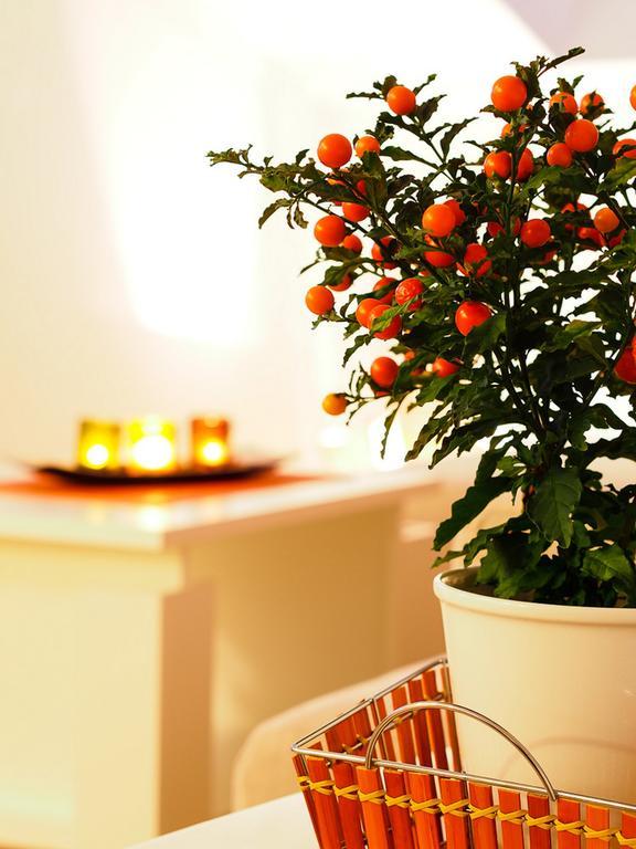 Apartments Anuska Cavtat Dış mekan fotoğraf